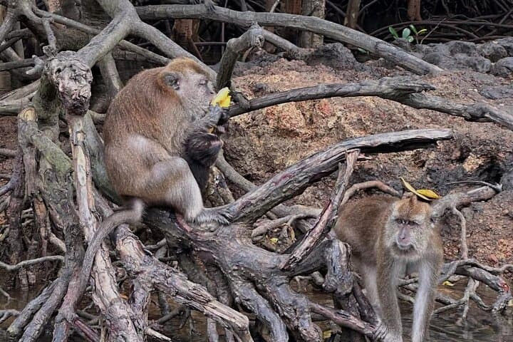 Langkawi Highlights: German-Guided Day Tour to SkyBridge, Mangroves & Tanjung Rhu photo 4