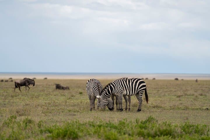 10-Day Wildlife, Culture & Great Migration Safari from Arusha photo 6