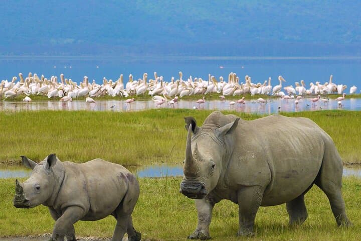 4-Day Ngorongoro Crater & Tarangire Private Safari from Arusha