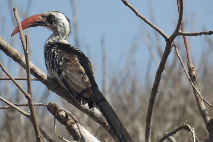 16-Day Senegal Birding Tour — Djoudj, Saloum & Kedougou Avifauna Expedition photo 1