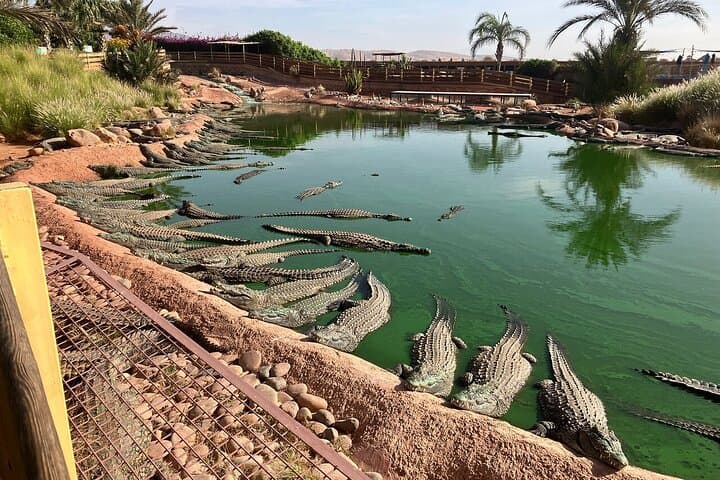 Agadir Croco Park & Argan Goat Experience: Crocodiles, Climbing Goats & City Sights photo 1