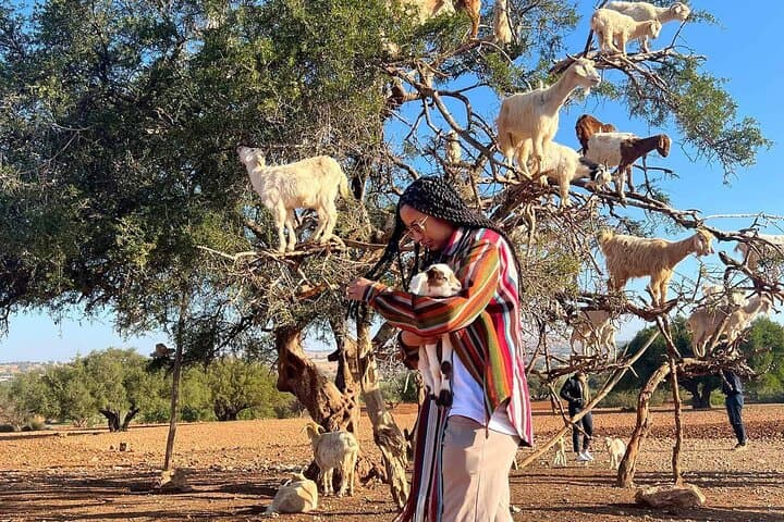 Agadir Croco Park & Argan Goat Experience: Crocodiles, Climbing Goats & City Sights photo 4