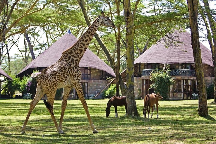 4-Day Masai Mara & Lake Naivasha 4x4 Safari: Game Drives, Boat Trips & Local Culture