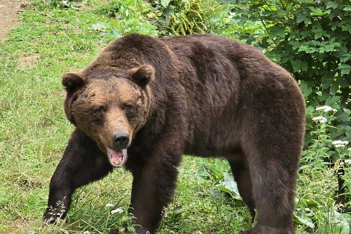 Transylvanian Brown Bear Watching from Brasov: Guided Wild Bear Safari