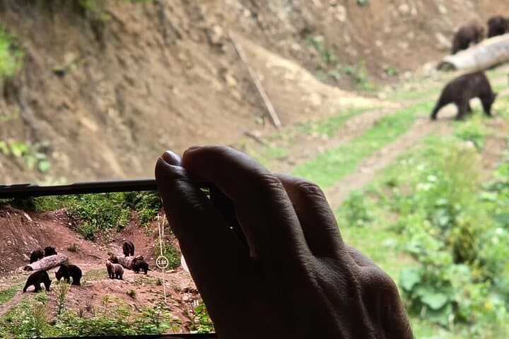Transylvanian Brown Bear Watching from Brasov: Guided Wild Bear Safari photo 4