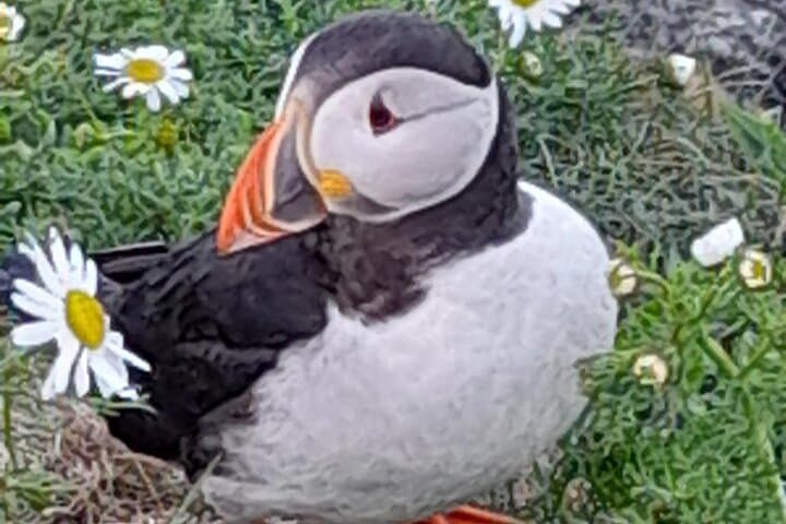 Puffin Express: Sumburgh Head Puffin & Seabird Tour from Lerwick photo 2