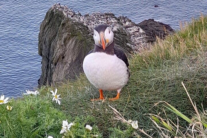 Puffin Express: Sumburgh Head Puffin & Seabird Tour from Lerwick