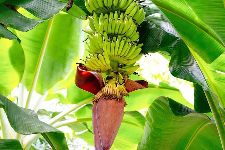 St. Lucia Short Tour: Castries to Marigot Bay & Roseau Valley photo 2