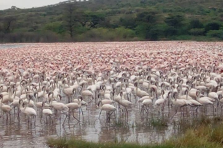 2-Day Lake Bogoria and Lake Nakuru Safari — Flamingos, Hot Springs & Rhinos