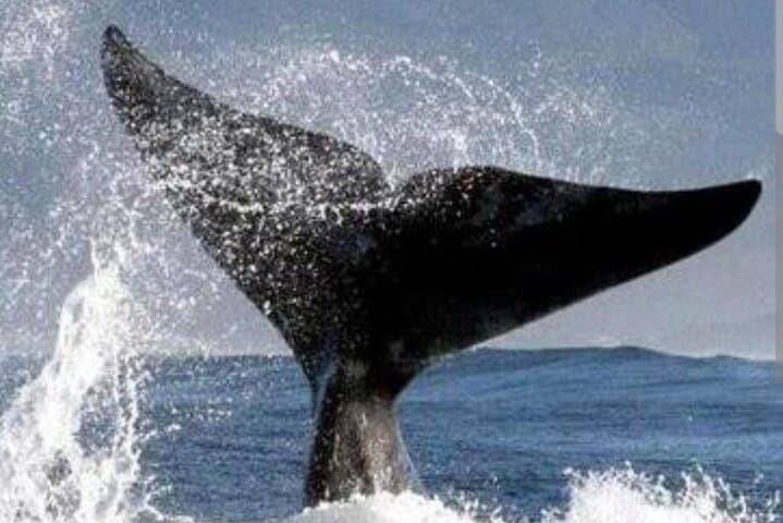 Hermanus Whale Watching, Lunch & Benguela Cove Wine Tasting