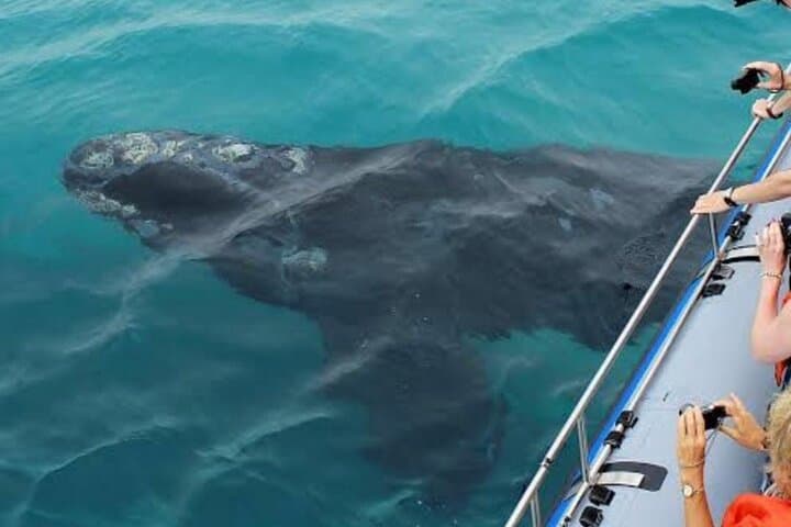 Hermanus Whale Watching, Lunch & Benguela Cove Wine Tasting photo 2