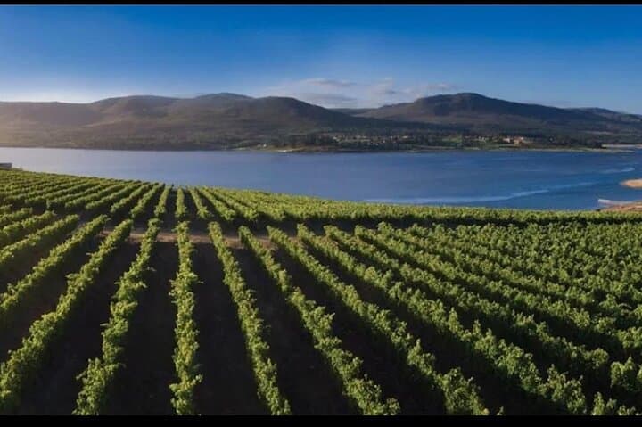 Hermanus Whale Watching, Lunch & Benguela Cove Wine Tasting photo 6