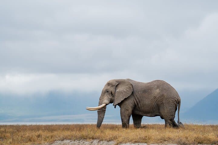 2-Day Tanzania Safari from Zanzibar — Tarangire & Ngorongoro Wildlife Escape