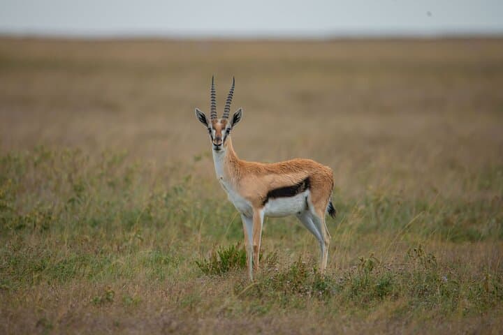 2-Day Tanzania Safari from Zanzibar — Tarangire & Ngorongoro Wildlife Escape photo 2