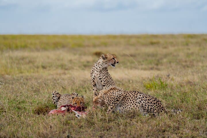 2-Day Tanzania Safari from Zanzibar — Tarangire & Ngorongoro Wildlife Escape photo 5