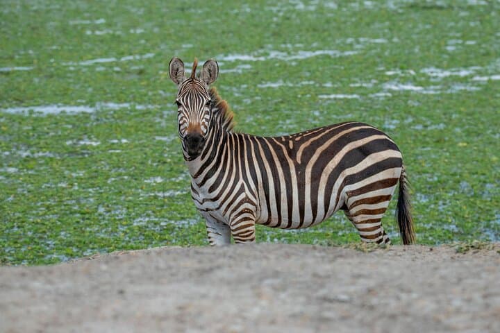 2-Day Tanzania Safari from Zanzibar — Tarangire & Ngorongoro Wildlife Escape photo 6