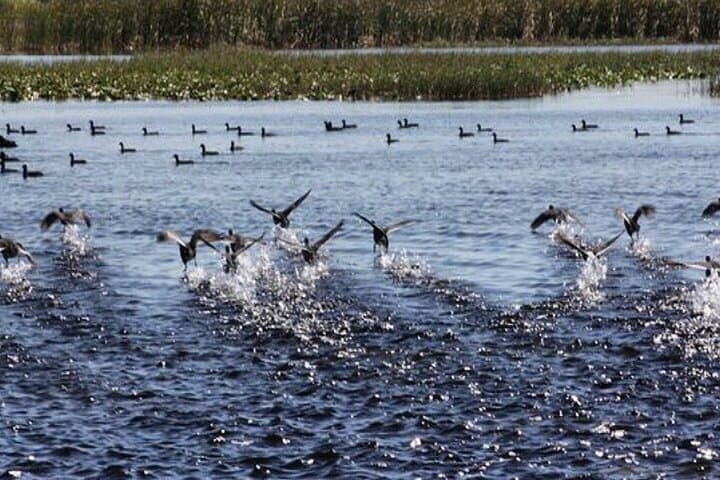 1-Hour Everglades Wildlife Tour from Orlando — Alligator & Birdwatching Quick Trip photo 2