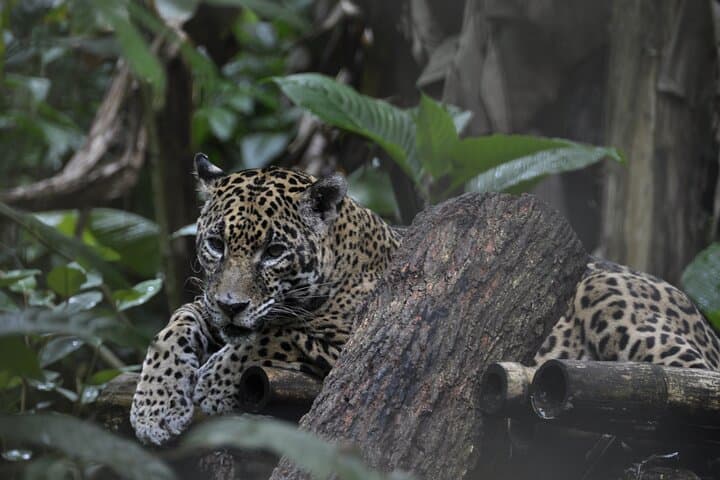 Placencia Jungle Hike to Cockscomb Waterfalls — Day Trip into Belize's Jaguar Preserve
