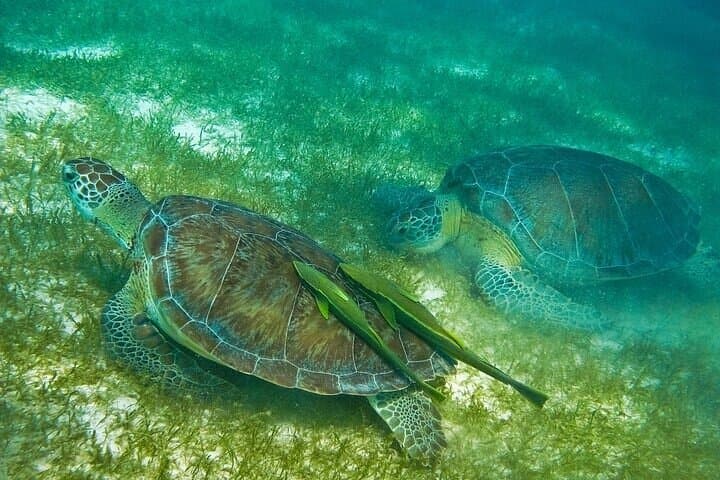 Snorkel Akumal’s Turtles and Explore an Underground Cenote River photo 6