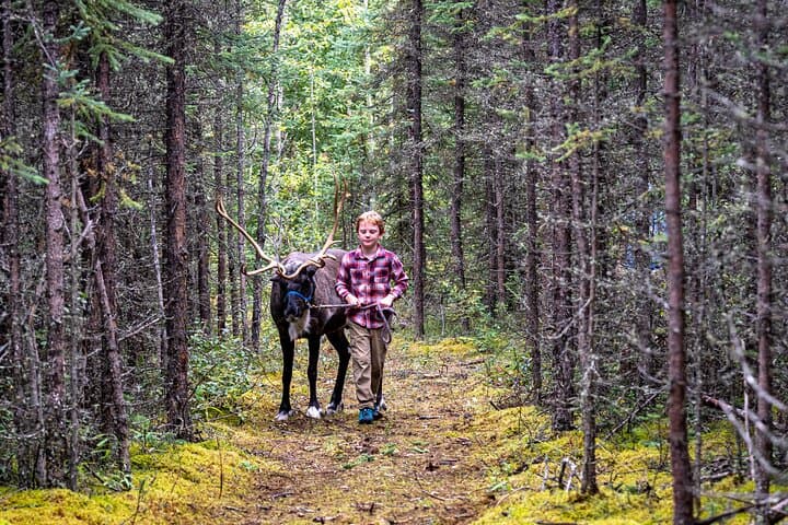 Private Reindeer Walk Near Fairbanks: 45-Minute Interactive Tour photo 5