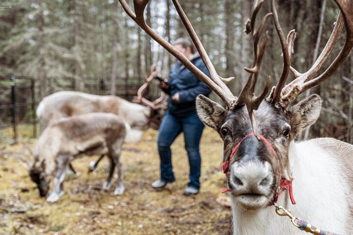 Private Reindeer Walk Near Fairbanks: 45-Minute Interactive Tour photo 3
