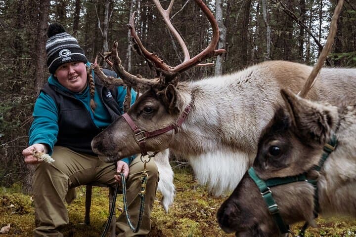 Private Reindeer Walk Near Fairbanks: 45-Minute Interactive Tour photo 4