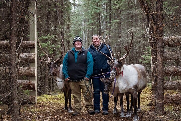 Private Reindeer Walk Near Fairbanks: 45-Minute Interactive Tour photo 6