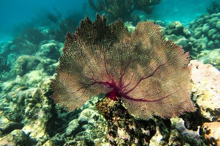 Tulum Ruins, Akumal Turtle Snorkel & Underground Cenote Day Trip photo 2