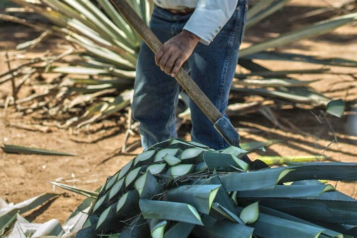 Jose Cuervo Express: Tequila Day Trip from Guadalajara photo 4