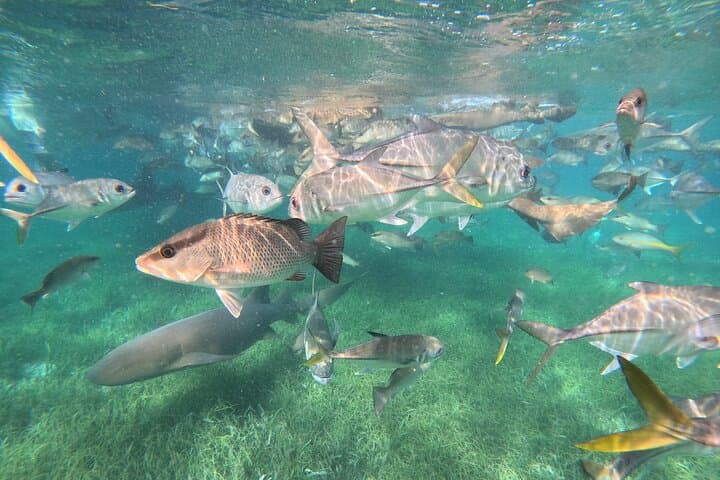Hopkins Belize Fishing & Snorkeling Combo on the Barrier Reef
