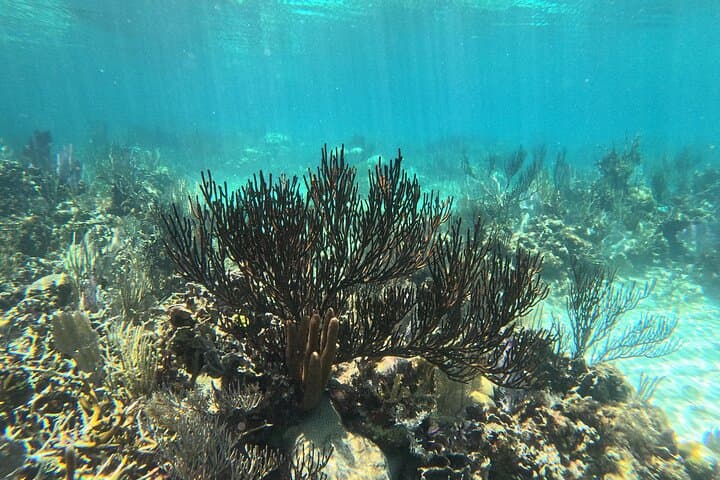 Hopkins Belize Fishing & Snorkeling Combo on the Barrier Reef photo 6