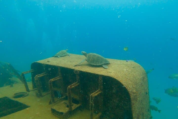 La Paz Scuba Diving Adventure to Espiritu Santo: Sea Lions, Manta Rays & Two Dives photo 2