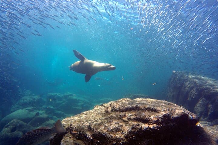 La Paz Scuba Diving Adventure to Espiritu Santo: Sea Lions, Manta Rays & Two Dives photo 3