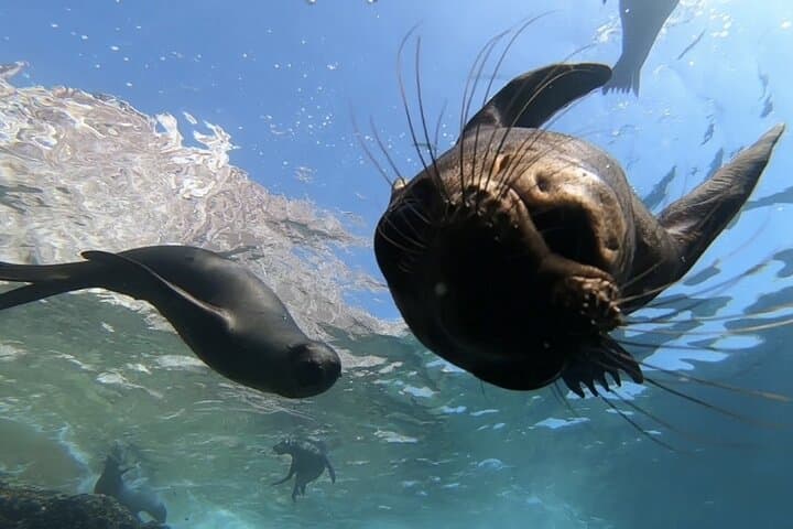 La Paz Scuba Diving Adventure to Espiritu Santo: Sea Lions, Manta Rays & Two Dives photo 4