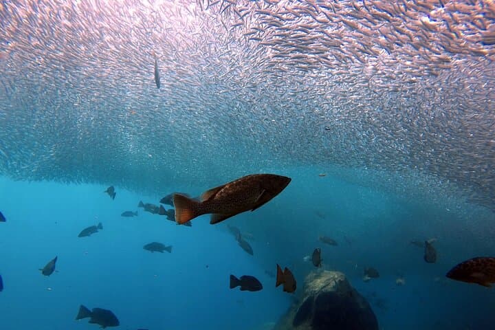 La Paz Scuba Diving Adventure to Espiritu Santo: Sea Lions, Manta Rays & Two Dives photo 6