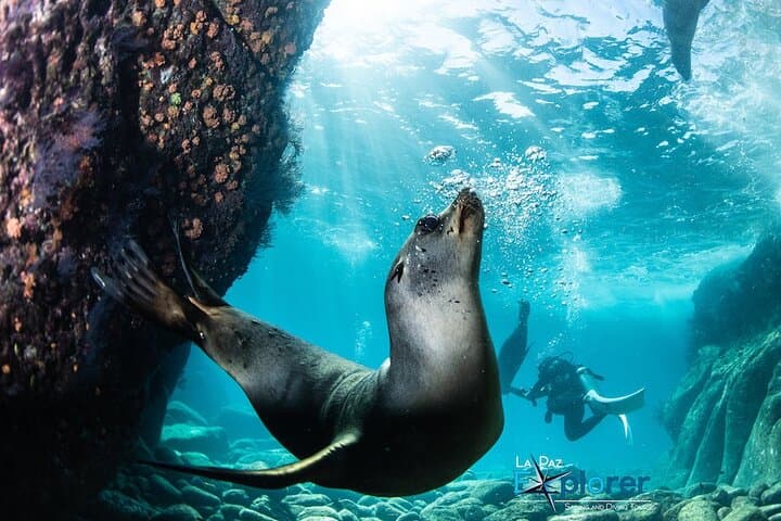 La Paz Scuba Diving Adventure to Espiritu Santo: Sea Lions, Manta Rays & Two Dives