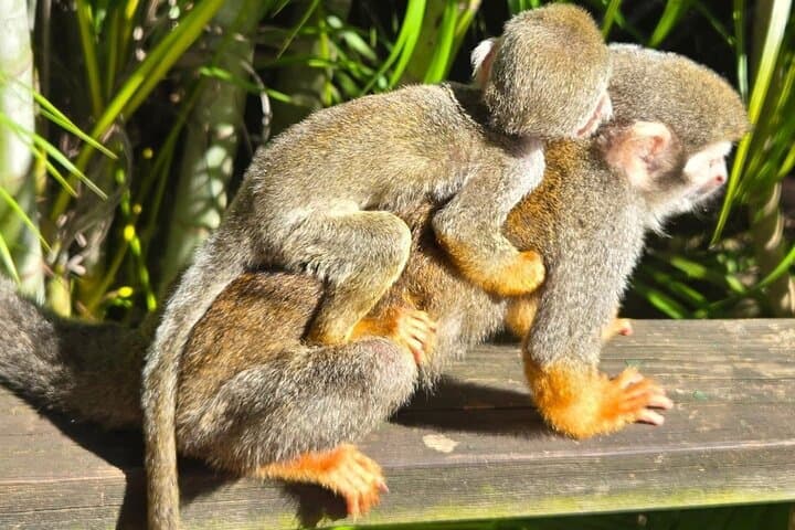 Puerto Plata Combo: Buggy Off‑Road and Monkeyland Visit with Damajagua Waterfalls photo 3