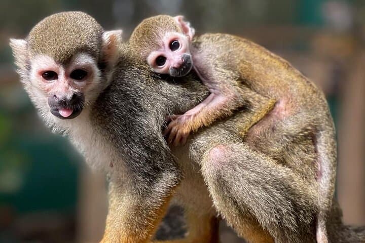 Puerto Plata Combo: Buggy Off‑Road and Monkeyland Visit with Damajagua Waterfalls photo 4