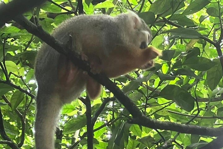 Puerto Plata Combo: Buggy Off‑Road and Monkeyland Visit with Damajagua Waterfalls photo 5