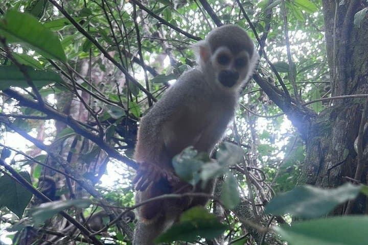 Puerto Plata Combo: Buggy Off‑Road and Monkeyland Visit with Damajagua Waterfalls photo 6