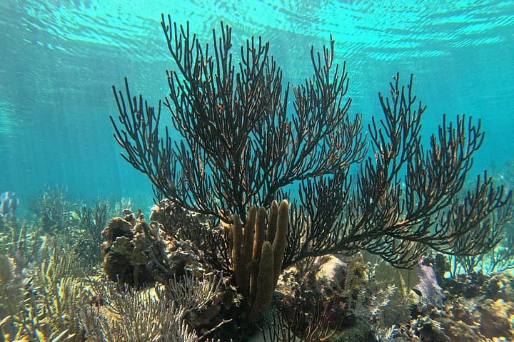 Hopkins Barrier Reef Snorkeling: South Water Caye Day Trips photo 6