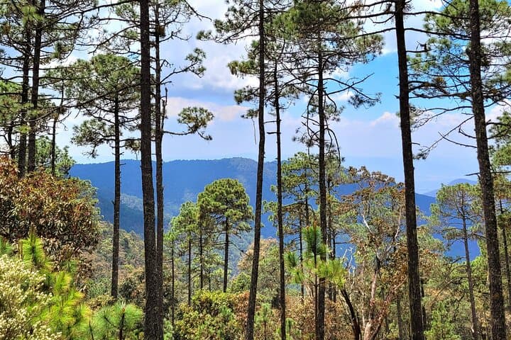 Half-Day Hike to La Cumbre Ixtepeji: Sierra Norte Cloud-Forest Views from Oaxaca photo 3