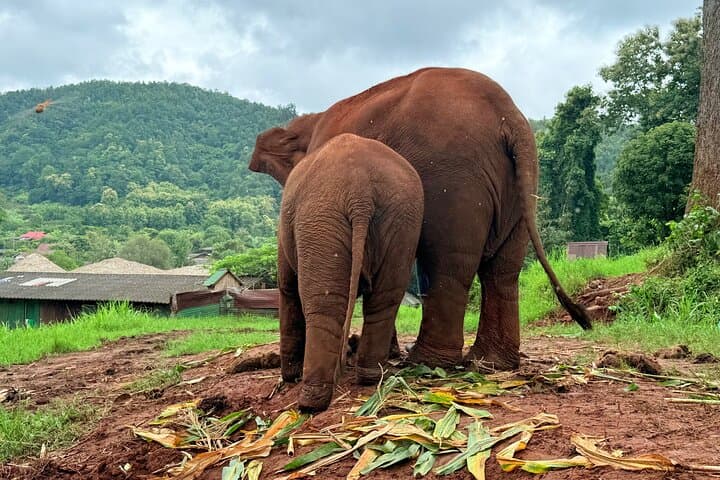Chiang Mai Ethical Elephant Sanctuary, Wat Ban Den & Sticky Waterfall Day Tour photo 6