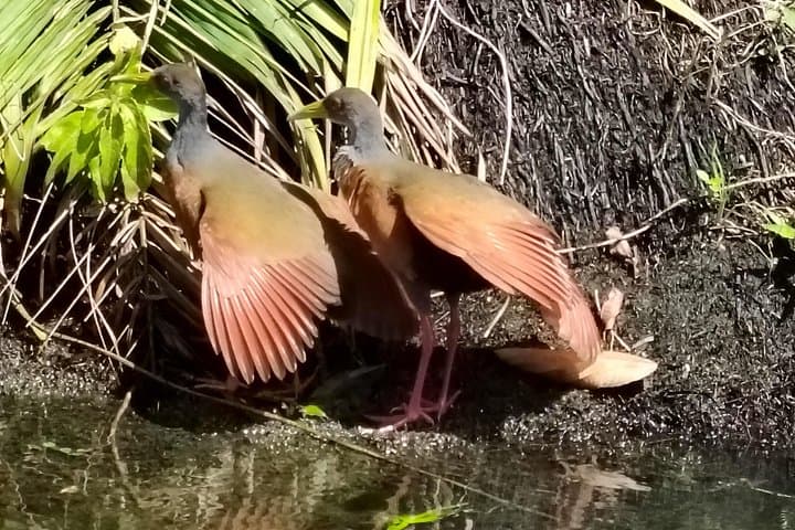 Gatun Lake Monkey Island Expedition: Panama Canal Wildlife Boat Tour photo 1