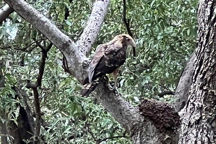 Gatun Lake Monkey Island Expedition: Panama Canal Wildlife Boat Tour photo 2