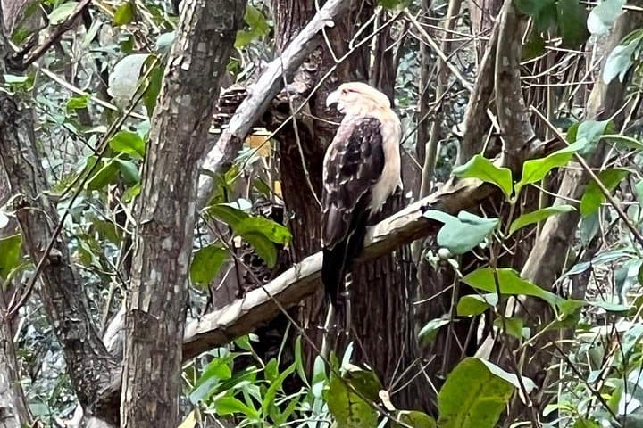 Gatun Lake Monkey Island Expedition: Panama Canal Wildlife Boat Tour photo 3