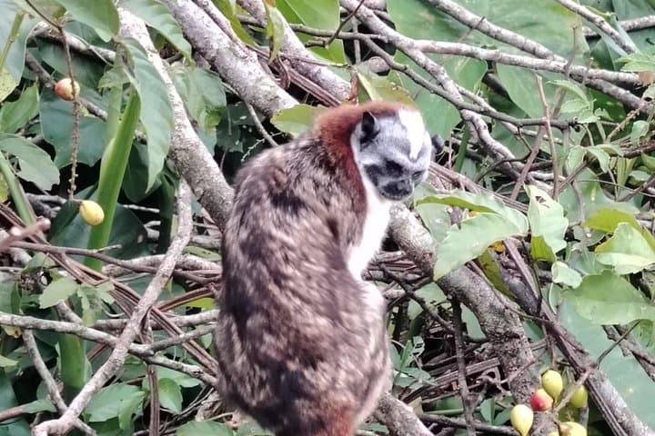 Gatun Lake Monkey Island Expedition: Panama Canal Wildlife Boat Tour photo 4