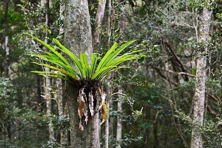 Sea Acres Aboriginal Rainforest Walk: Port Macquarie Cultural Tour photo 2