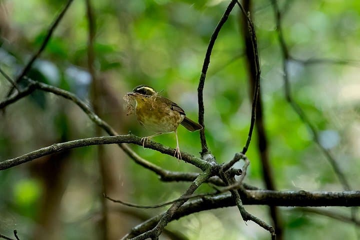 Sea Acres Aboriginal Rainforest Walk: Port Macquarie Cultural Tour photo 5