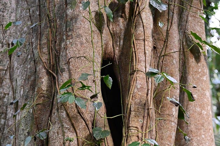 Sea Acres Aboriginal Rainforest Walk: Port Macquarie Cultural Tour photo 6